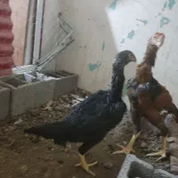 جوجه لاری میکس اوشامو و افغان دونگ بالا|حیوانات مزرعه|گرمی, |دیوار