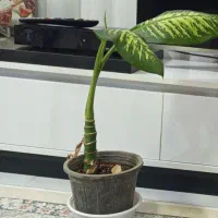 گل دیفن کاشمر