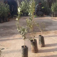 فروش انواع نهال زیتون