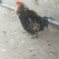 مرغ خروس بوقلمون