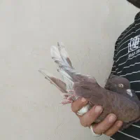 شازده ماده و سرخ|پرنده|مسجد سلیمان, |دیوار