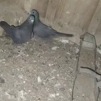 زاغ گوک|پرنده|بم, |دیوار