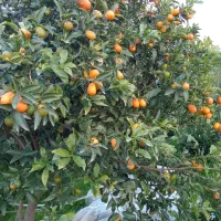 میوه کامکوات