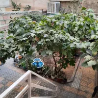 ۱۰۵ کلنگی/ سه واحد مجزا /قابل تجمیع / وحیدیه