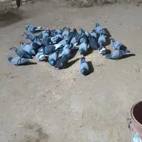 کبوتر پلاکی افغان|پرنده|میانه, |دیوار