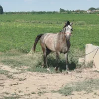 اسب|اسب و تجهیزات اسبسواری|پارسآباد, |دیوار