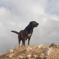 سگ ماده عراقی 3ساله