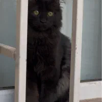 گربه مشکی