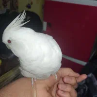 عروس هلندی نر آلبینو|پرنده|اهواز, سپیدار|دیوار
