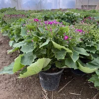 سینره|گل و گیاه طبیعی|پاکدشت, پاکدشت (مامازند)|دیوار