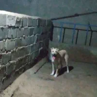 سگ سرابی ماده7ماهه