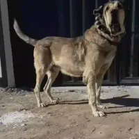 سگ پژدر عراقی اصیل