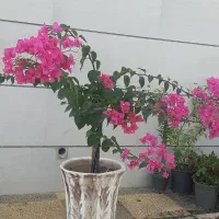 فروش گل