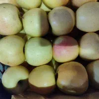 سیب درج یک|عمده‌فروشی|اهر, |دیوار