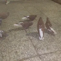 پرنده رنگی ۵۰|پرنده|اهواز, منبع اب|دیوار