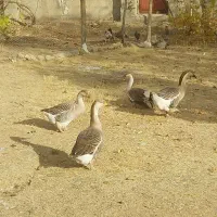 فروش غاز و قوغاز