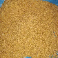 گندم دیم