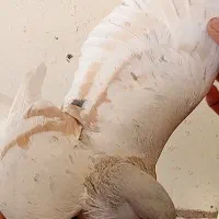 ۴ عدد ساده هفرنگ عتیقه|پرنده|تربتحیدریه, بی بی حسنیه|دیوار