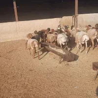 فروش بره چینی نر و ماده بصورت تکی|حیوانات مزرعه|کنار تخته و کمار, |دیوار