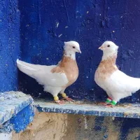 طوق زرد خال سیاه درشت فروش یا معاوضه با عروس هلندی|پرنده|اهواز, کیان اباد|دیوار