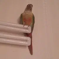 گرینچیک چهار ماهه|پرنده|اندیشه, اندیشه فاز ۵|دیوار