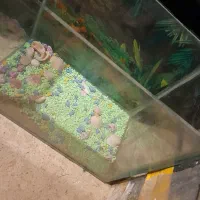 اکواریم معاوضه|لوازم جانبی حیوانات|دهگلان, |دیوار