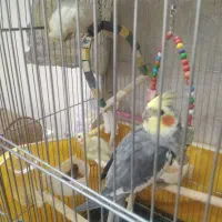 عروس|پرنده|تهران, فلاح|دیوار