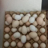 تخم مرغ گلین نطفه دار فول کیفیت