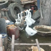 قو غاز