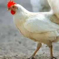 مرغ زنده کیلو۱۷۵شهرک دانیال لین۸هزینه پاک نمیگیریم