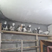 تعدادی طوقی خال کرمانشاه سرور