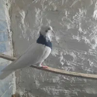 طوقی کاکلی واکسی ماده