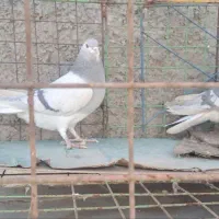 کفتر|پرنده|اصفهان, فردوان|دیوار