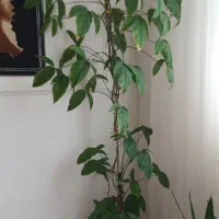 گل طبیعی