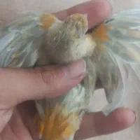 قناری نارنجی مر