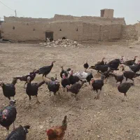 بقلمون برنز امریکای