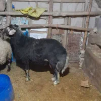 قوچ شکری اصل|حیوانات مزرعه|لالجین, |دیوار