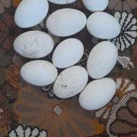 تخم غاز نطفه دار