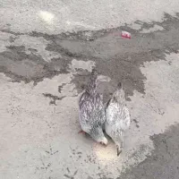 خروس و مرغ کردی محلی|حیوانات مزرعه|دیواندره, |دیوار