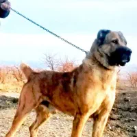 حیوون درجه یک