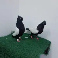 کبوتر|پرنده|دزفول, |دیوار