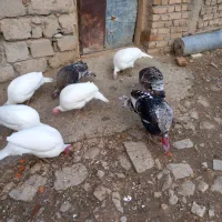 بوقلمون|حیوانات مزرعه|دورود, |دیوار