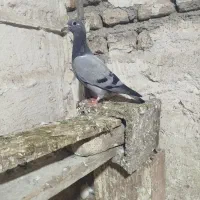 جوجه مصافتی