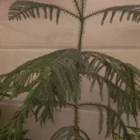 گل و گیاه|گل و گیاه طبیعی|پیشوا, |دیوار