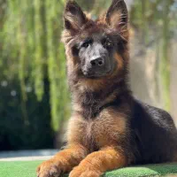 فروش سگ ژرمن شپرد  ماده ۶ ماه