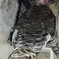 بوقلمون کرچ بهمراه ده عدد تخم خودش