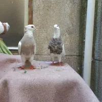 طوقی|پرنده|تهران, تهرانسر شمالی|دیوار