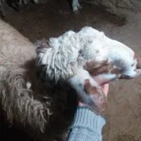 قوچ می رازی جوان