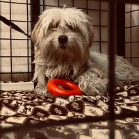 شیتزو|سگ|کرمان, |دیوار