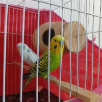 جفت مرغ عشق نر بالغ درشت